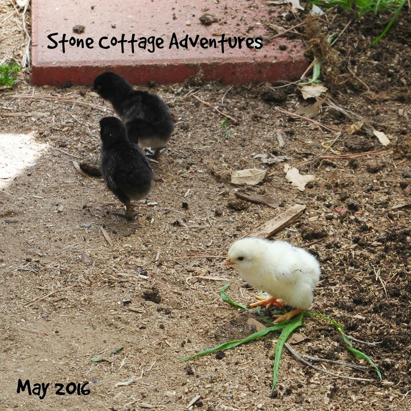 Eleanor and Her Five Little Puffs of Fluff – photo 5