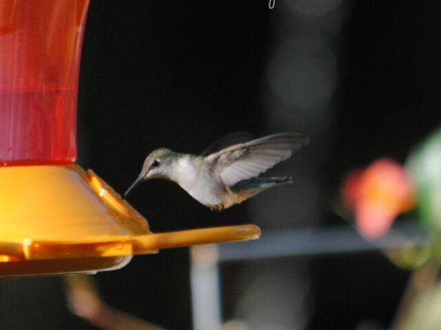 Garden Guest: Hummer 2016