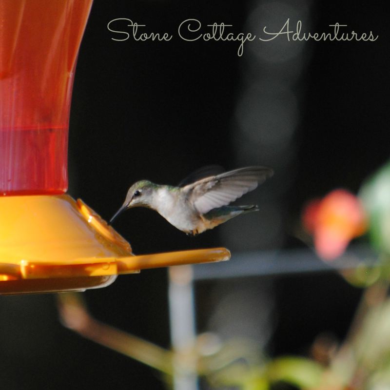 Garden Guest:  Hummer 2016 – photo 1