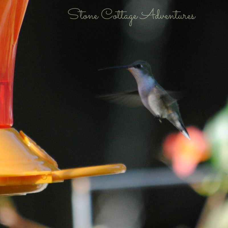 Garden Guest:  Hummer 2016 – photo 2