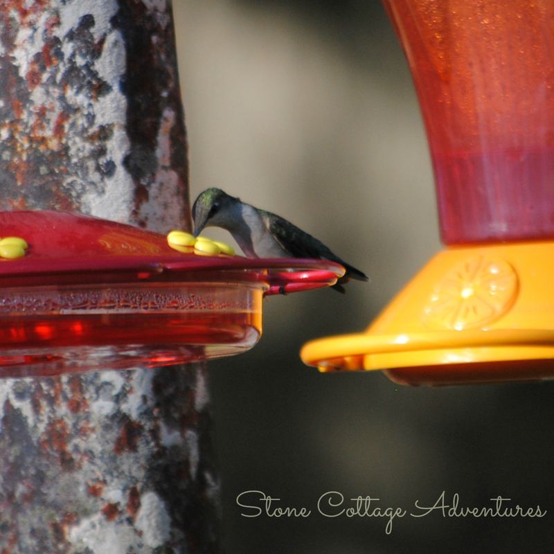 Garden Guest:  Hummer 2016 – photo 3