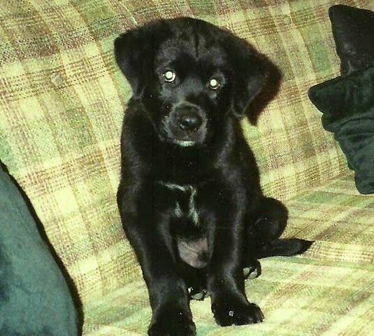Pet Photo Challenge