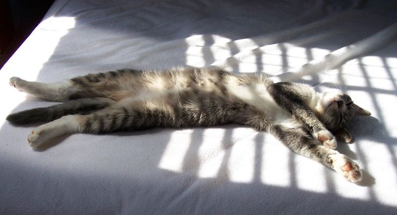 Pet Photo Challenge – photo 13