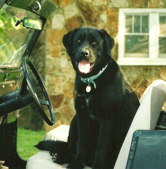 Pet Photo Challenge – photo 5