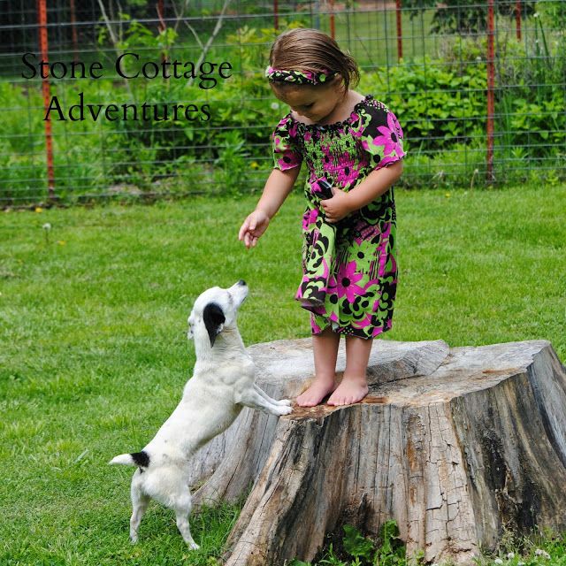 Pet Photo Challenge – photo 9