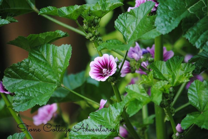 A Little Stroll Thru My Garden – photo 10