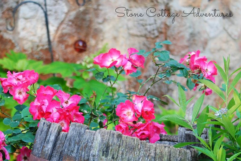 A Little Stroll Thru My Garden – photo 3
