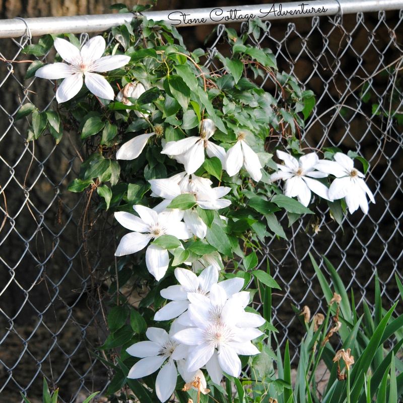 A Little Stroll Thru My Garden – photo 5
