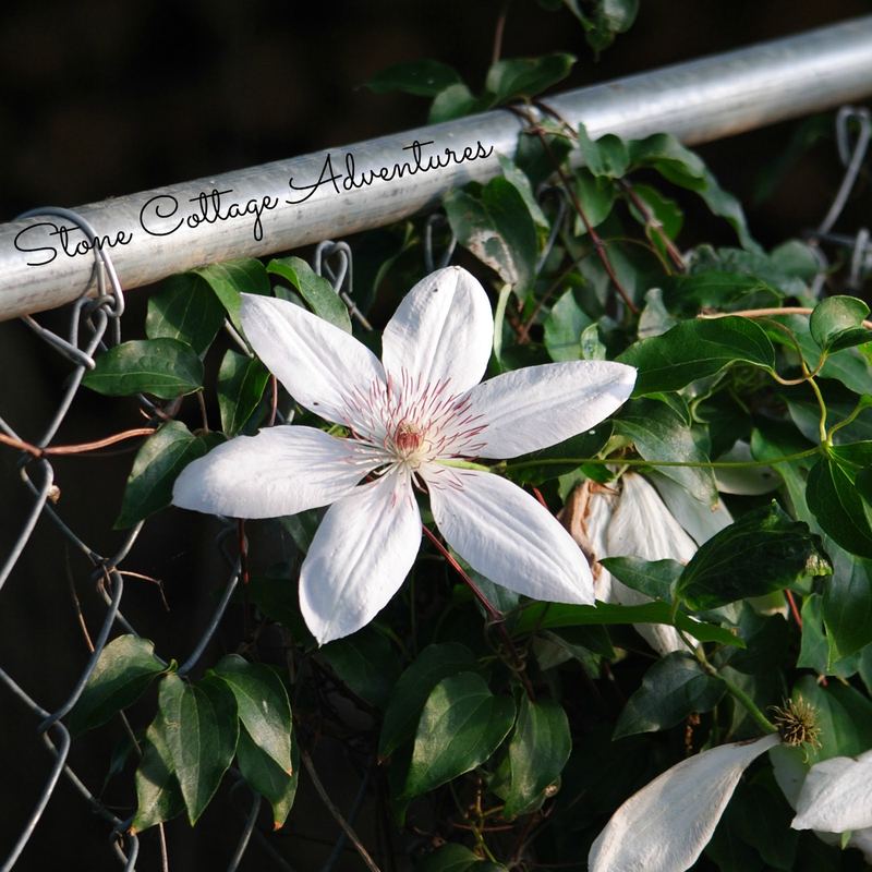 A Little Stroll Thru My Garden – photo 6