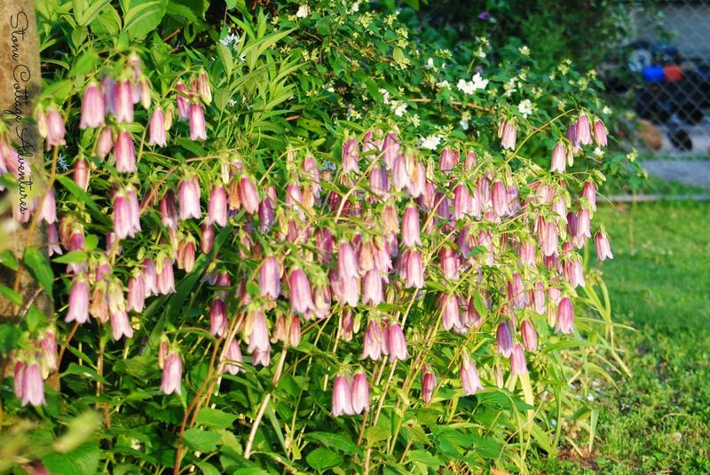 A Little Stroll Thru My Garden – photo 7