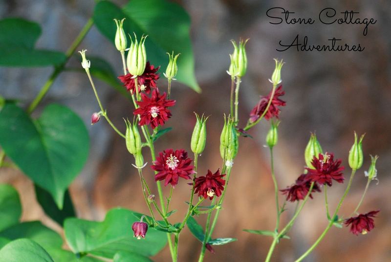 A Little Stroll Thru My Garden – photo 9
