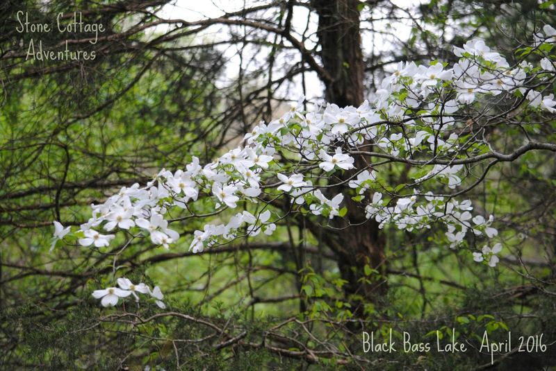 Black Bass Lake – photo 1