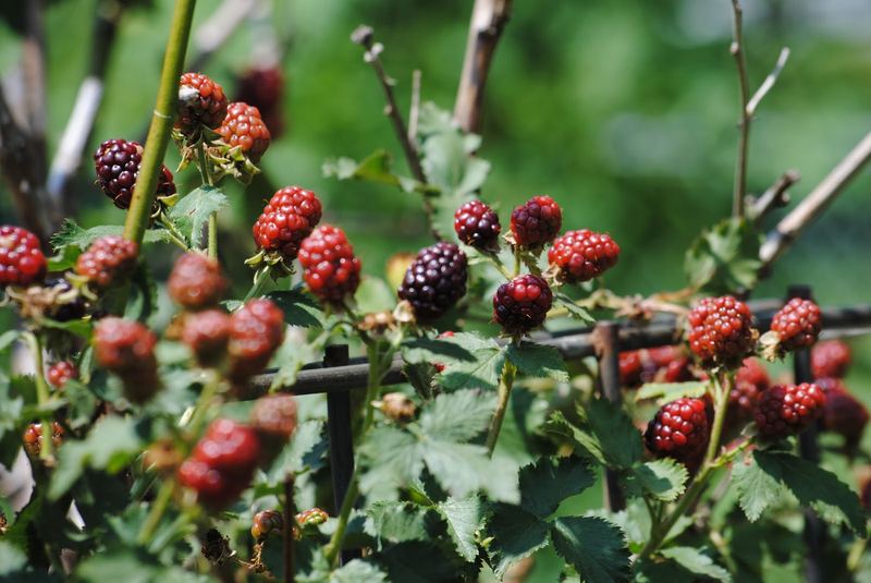 DIY Blackberry Syrup, Mostly Seedless – photo 2