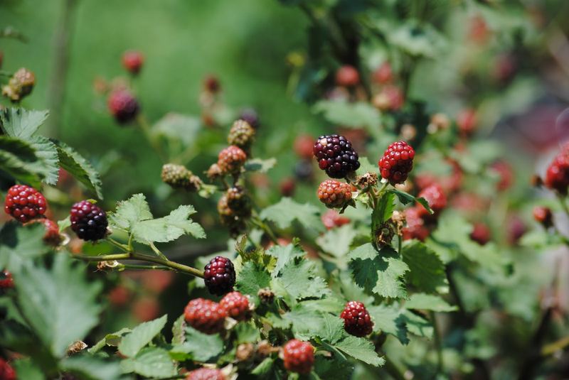 DIY Blackberry Syrup, Mostly Seedless – photo 3