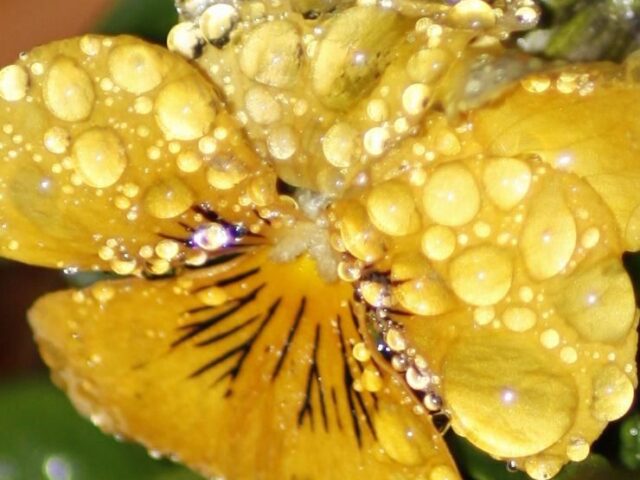 Nature Photo Challege {Danetta and Nancy}