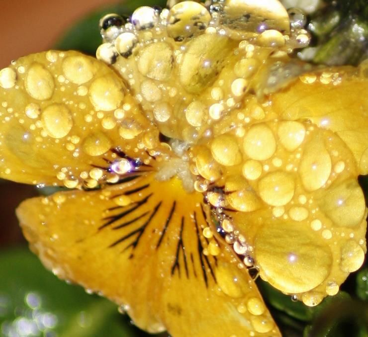 Nature Photo Challege {Danetta and Nancy} – photo 1
