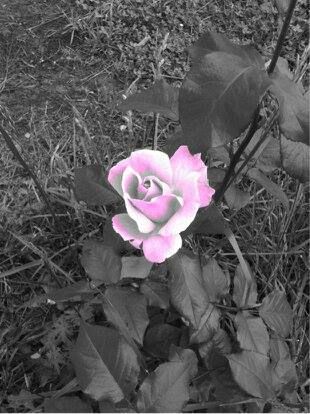 Nature Photo Challege {Danetta and Nancy} – photo 6