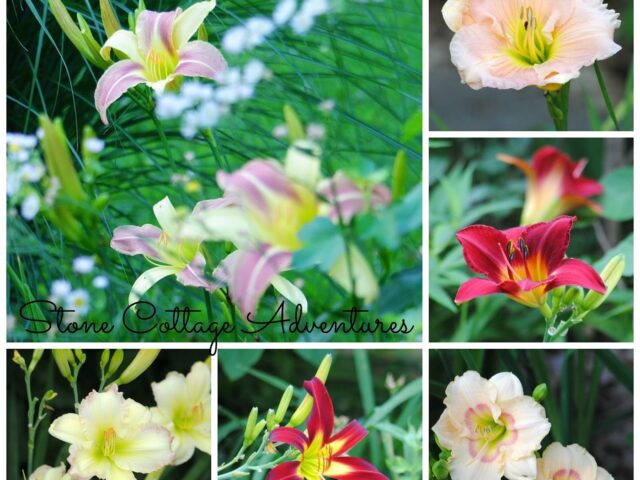 Daylily Varieties in My Garden