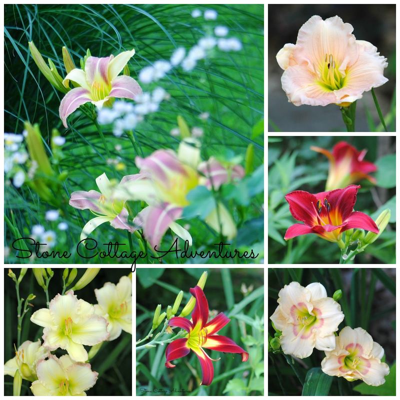 Daylily Varieties in My Garden – photo 1