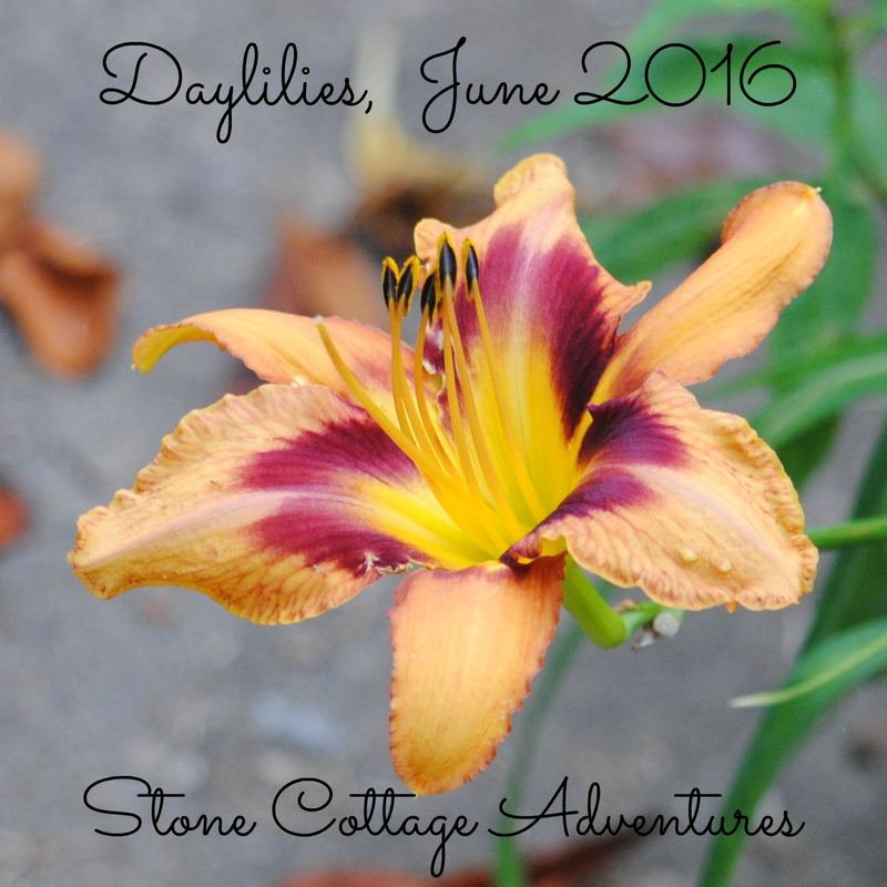 Daylily Varieties in My Garden – photo 11