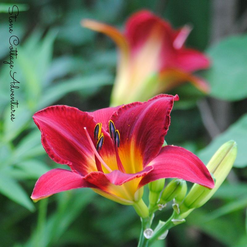 Daylily Varieties in My Garden – photo 3