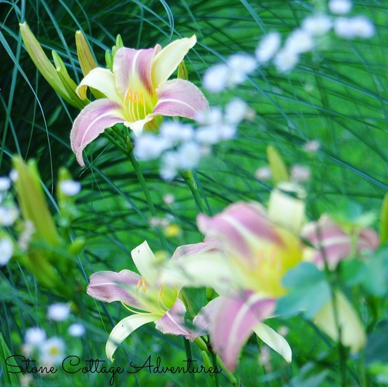 Daylily Varieties in My Garden – photo 4