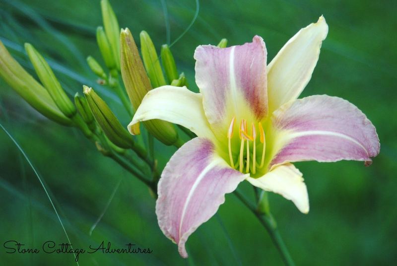 Daylily Varieties in My Garden – photo 5