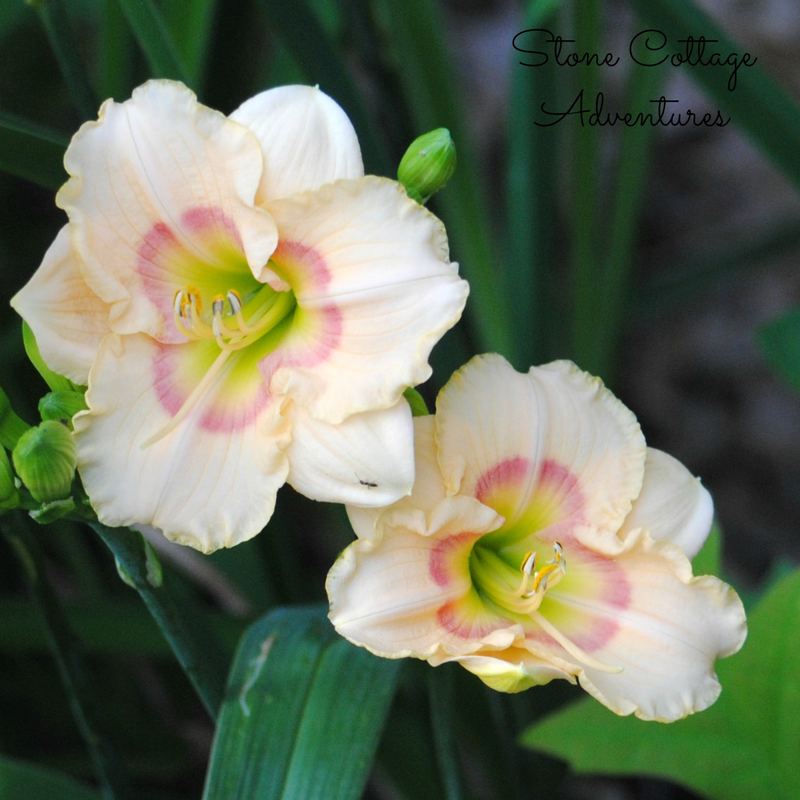 Daylily Varieties in My Garden – photo 6