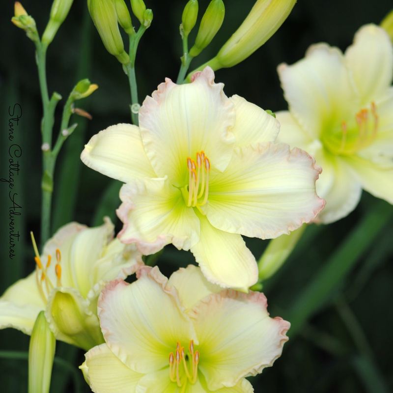 Daylily Varieties in My Garden – photo 7