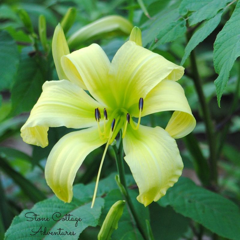 Daylily Varieties in My Garden – photo 8
