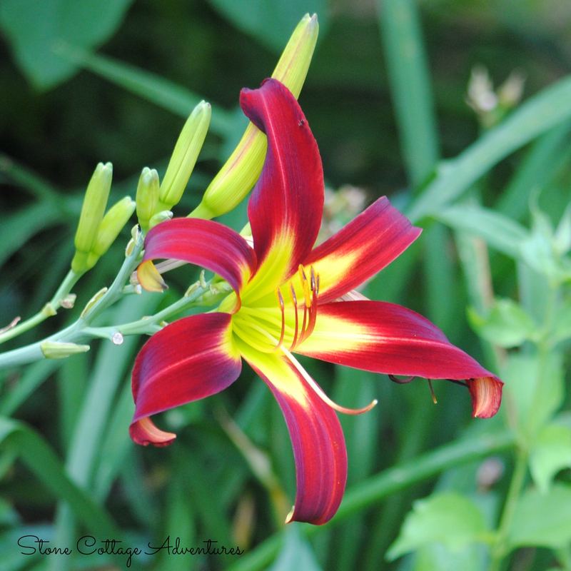 Daylily Varieties in My Garden – photo 9