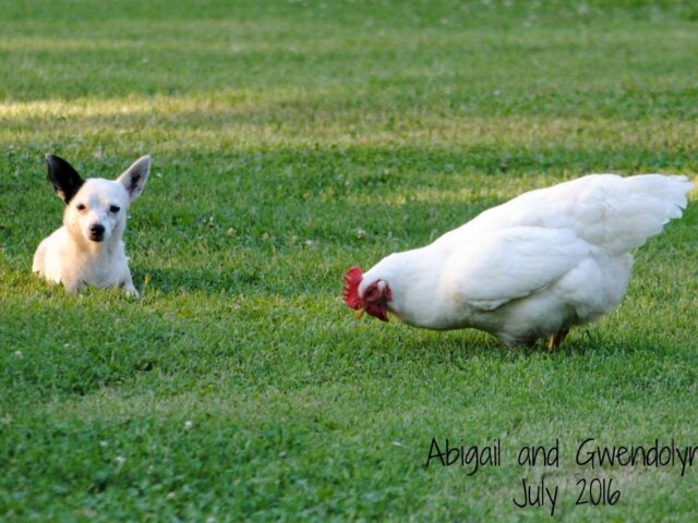 Our Back Yard This Week, Chihuahuas and Chickens