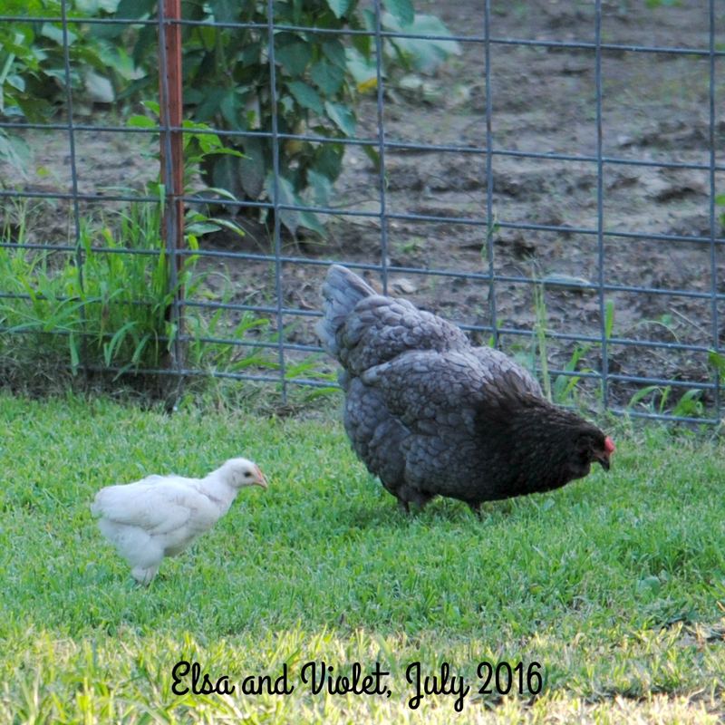 Violet has Flown the Coop – photo 5