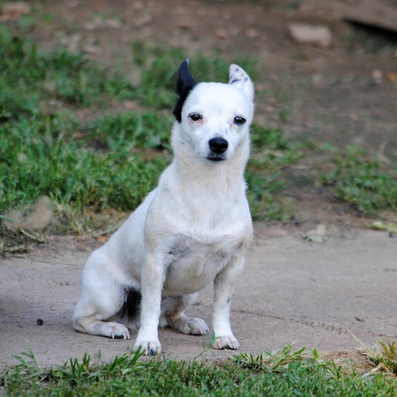 Our Back Yard This Week, Chihuahuas and Chickens – photo 3