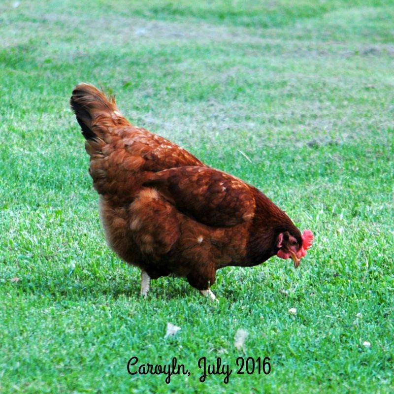 Our Back Yard This Week, Chihuahuas and Chickens – photo 4