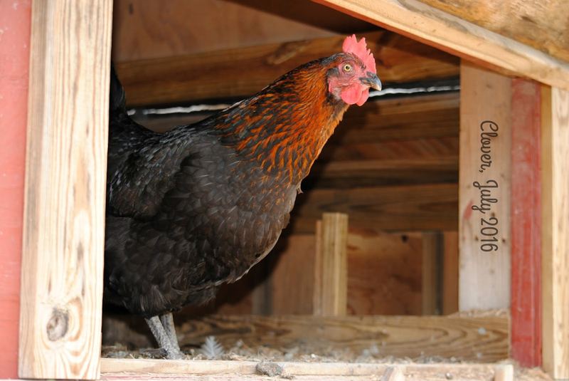Our Back Yard This Week, Chihuahuas and Chickens – photo 5