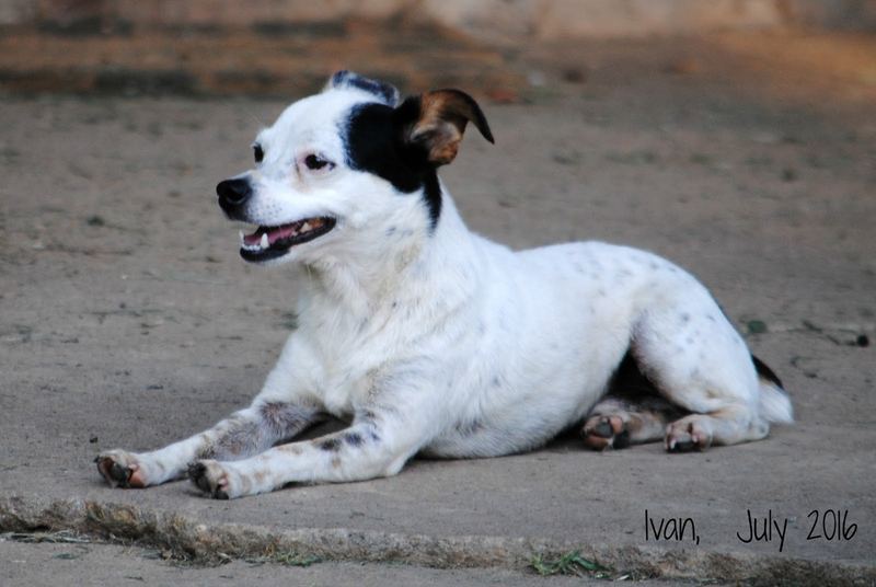 Our Back Yard This Week, Chihuahuas and Chickens – photo 6