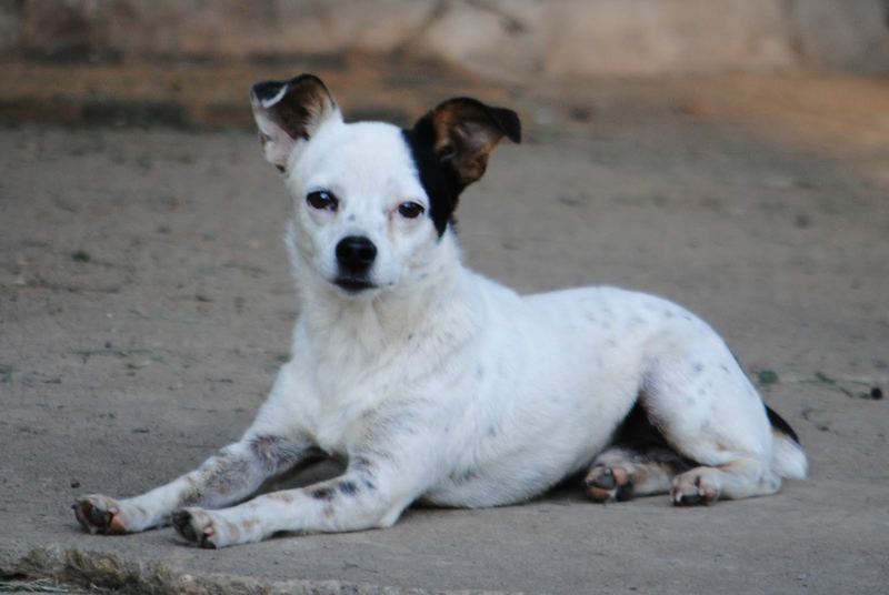 Our Back Yard This Week, Chihuahuas and Chickens – photo 7