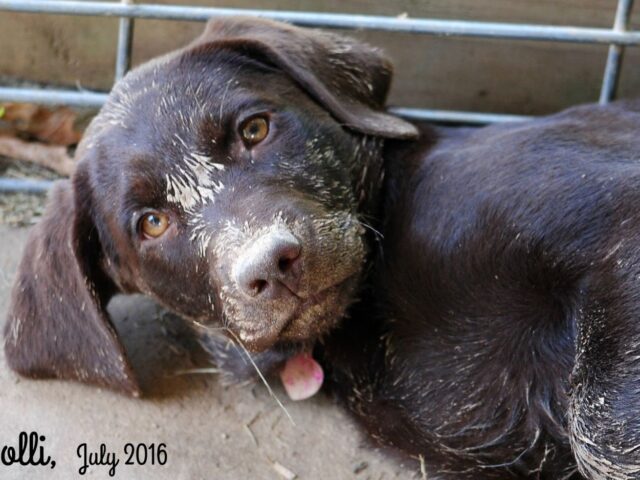 Those Labrador Puppies…