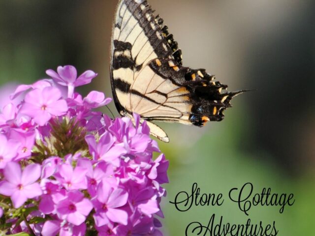Garden Guest: Tiger Swallowtail