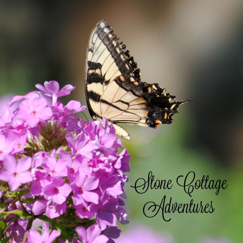 Garden Guest:  Tiger Swallowtail – photo 1