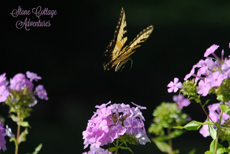 Garden Guest:  Tiger Swallowtail – photo 2