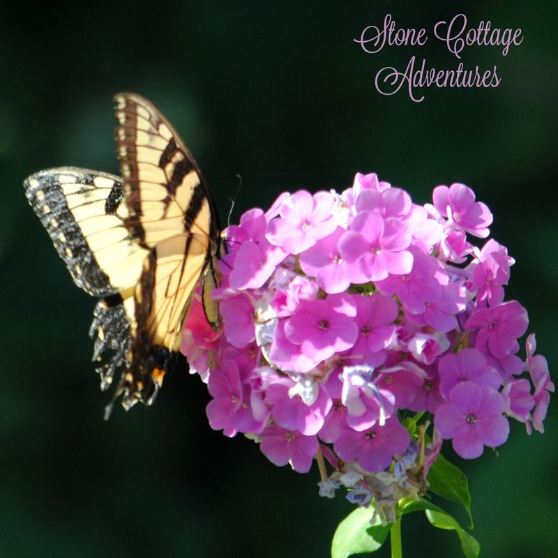 Garden Guest:  Tiger Swallowtail – photo 3