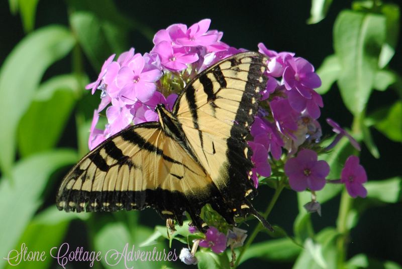 Garden Guest:  Tiger Swallowtail – photo 4