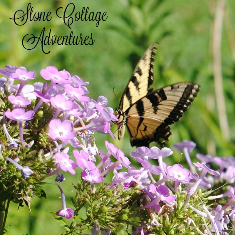 Garden Guest:  Tiger Swallowtail – photo 5