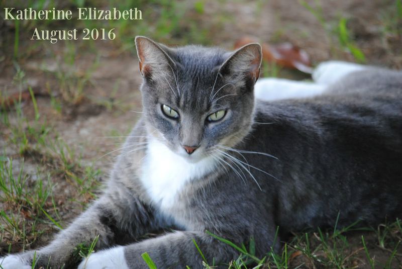 Kati Cat Came to our House – photo 1