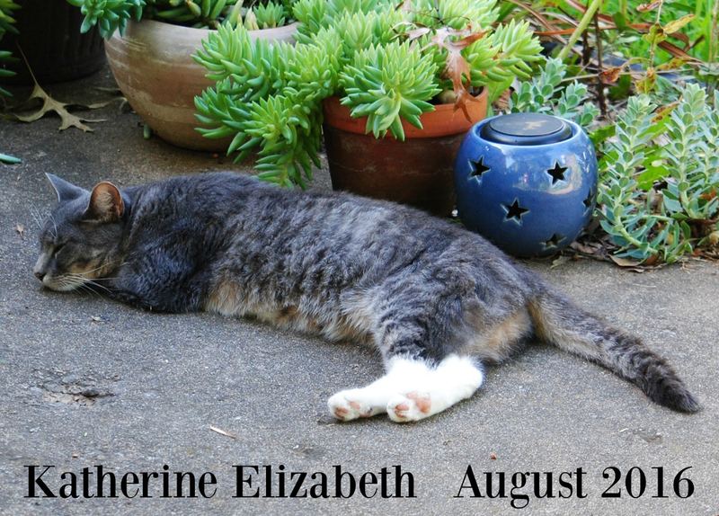 Kati Cat Came to our House – photo 2