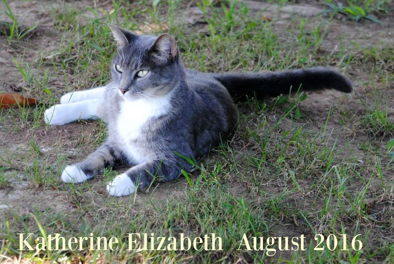 Kati Cat Came to our House – photo 3