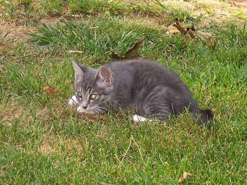 Kati Cat Came to our House – photo 4