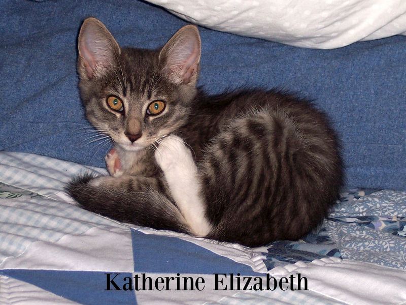 Kati Cat Came to our House – photo 5